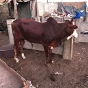 @rombo221