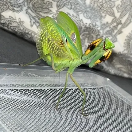 mantiden_gang