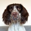 springerspanielbarney