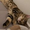 sok0kecat