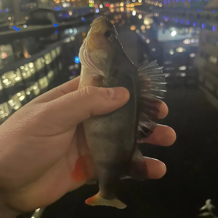 bigfishmofo