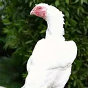 @muhammad_jalal_aseelfarm