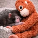 @thepunchmonkey.com