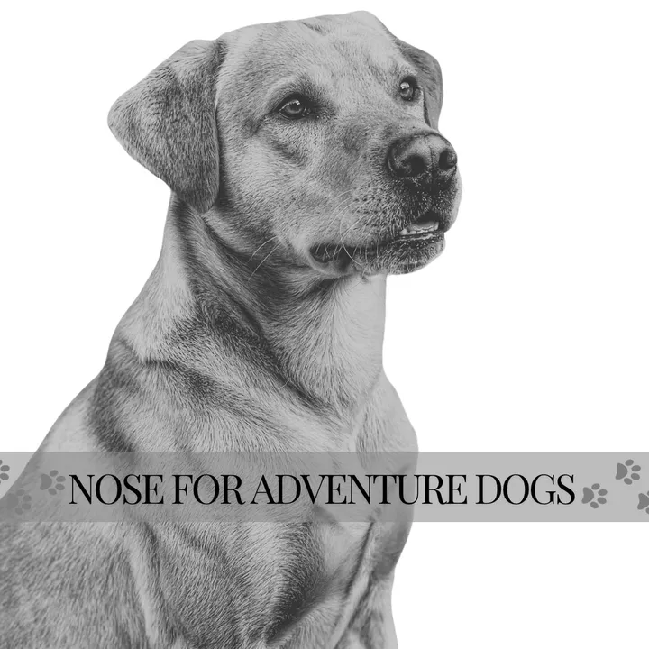 noseforadventuredogs