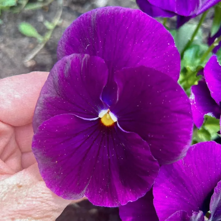 @floare_de_mai02