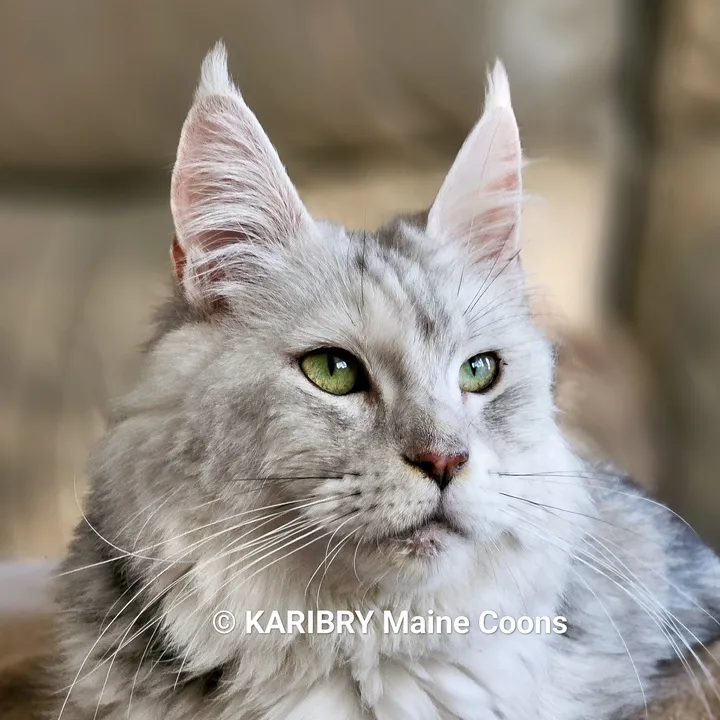 karibry.maine.coons