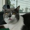 blacky_cookie