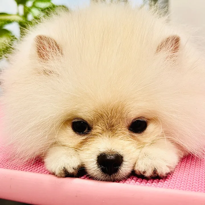 petstylisteti