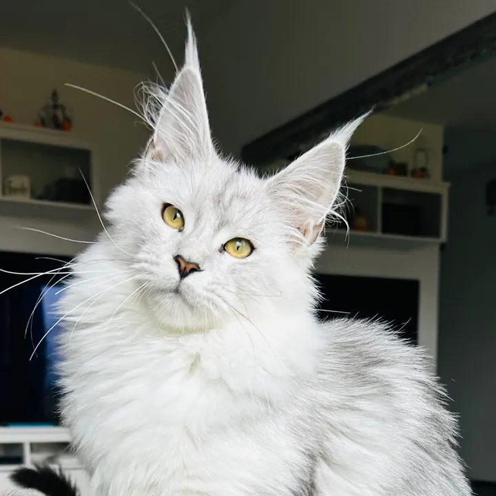 wilderregenbogencattery