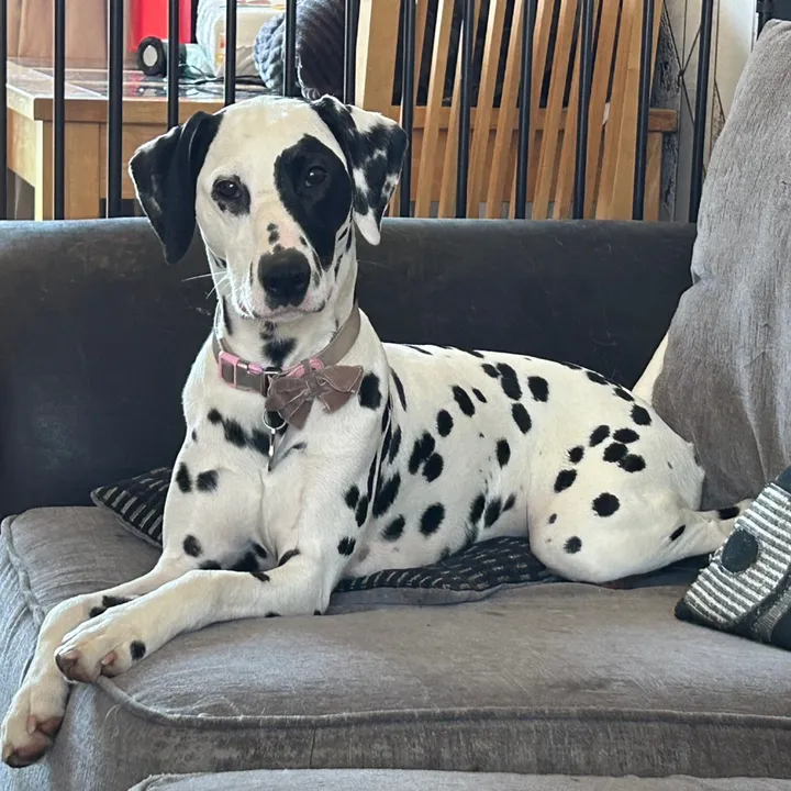 @winter.dalmatian