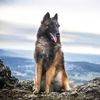 sly_glueckshund