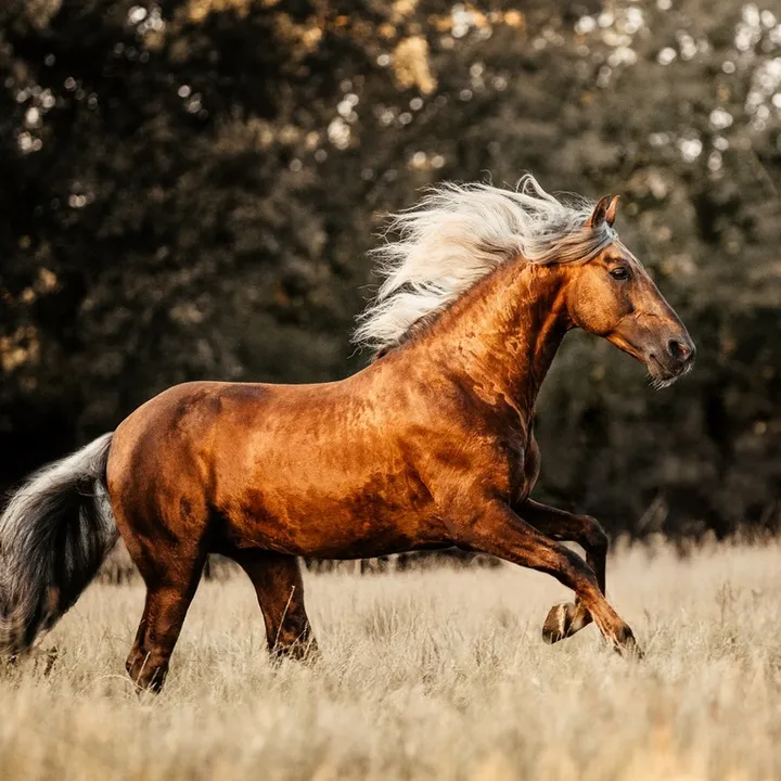 @thegolden_horse