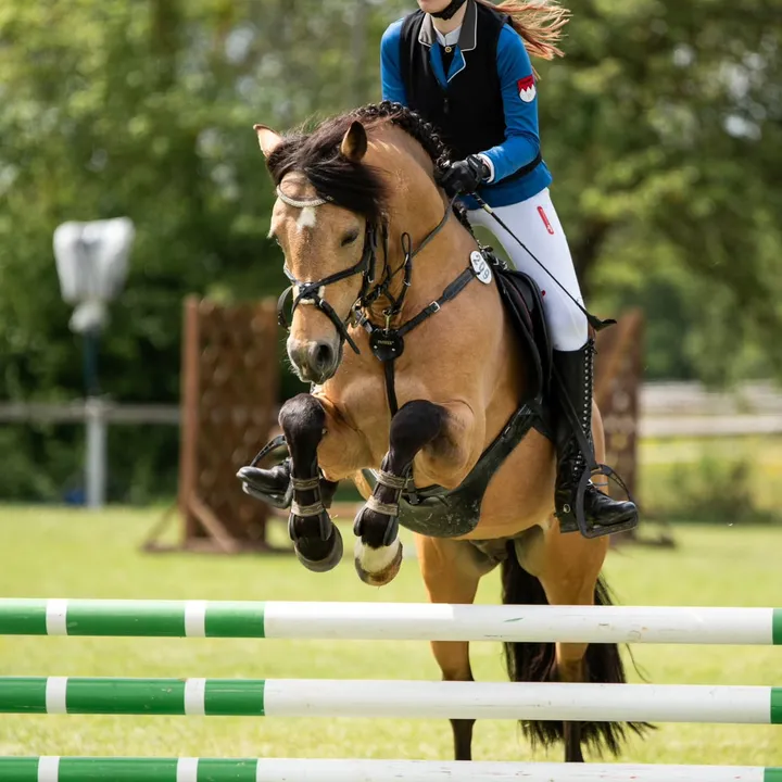 @pony4champion
