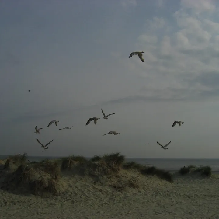 @digital_dream.zs