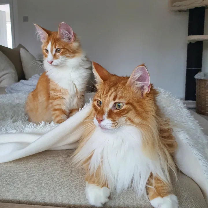 odintheforestcat3