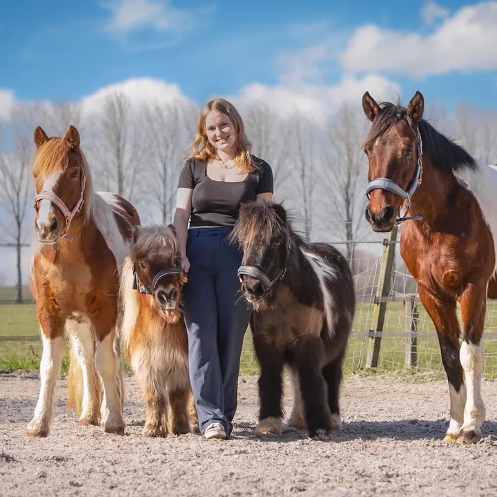 idh_horses