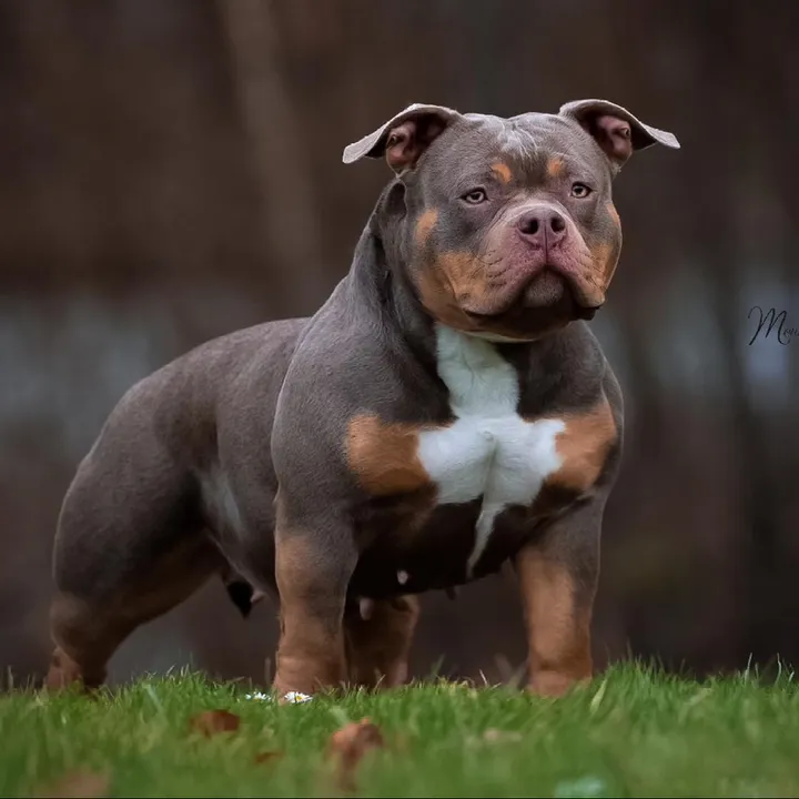 @big_muscle_bullys
