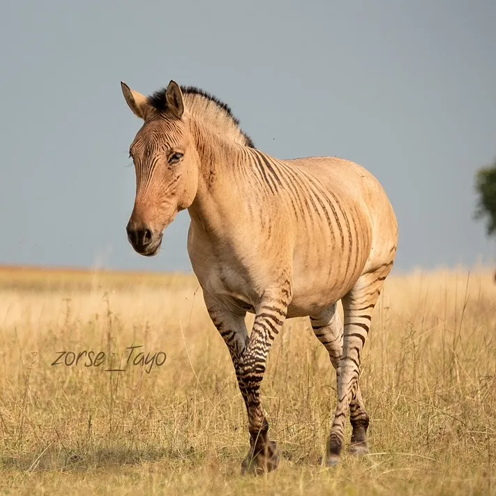 @zorse_tayo