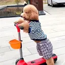@tierheim6