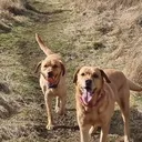 @goldenwaggytales