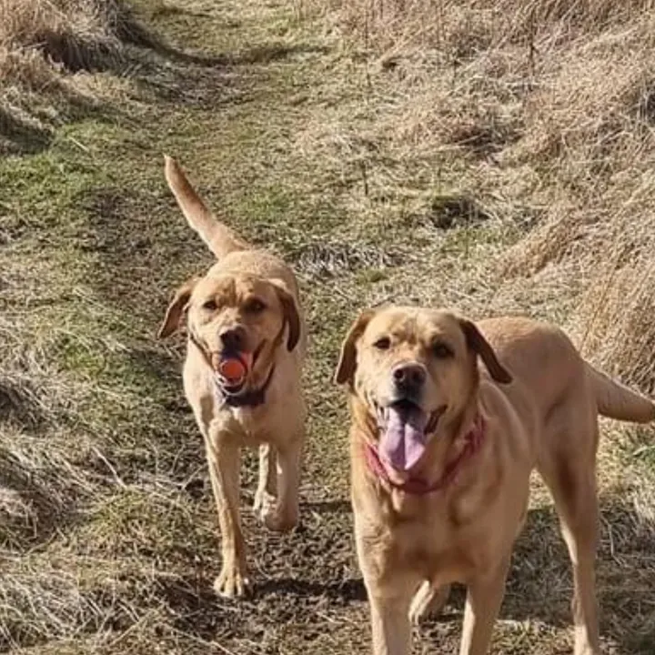 @goldenwaggytales