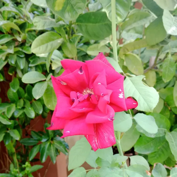 margarita8485