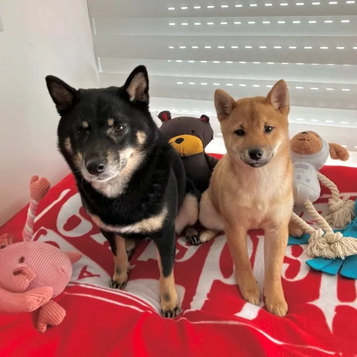 @aiko_and_yoko