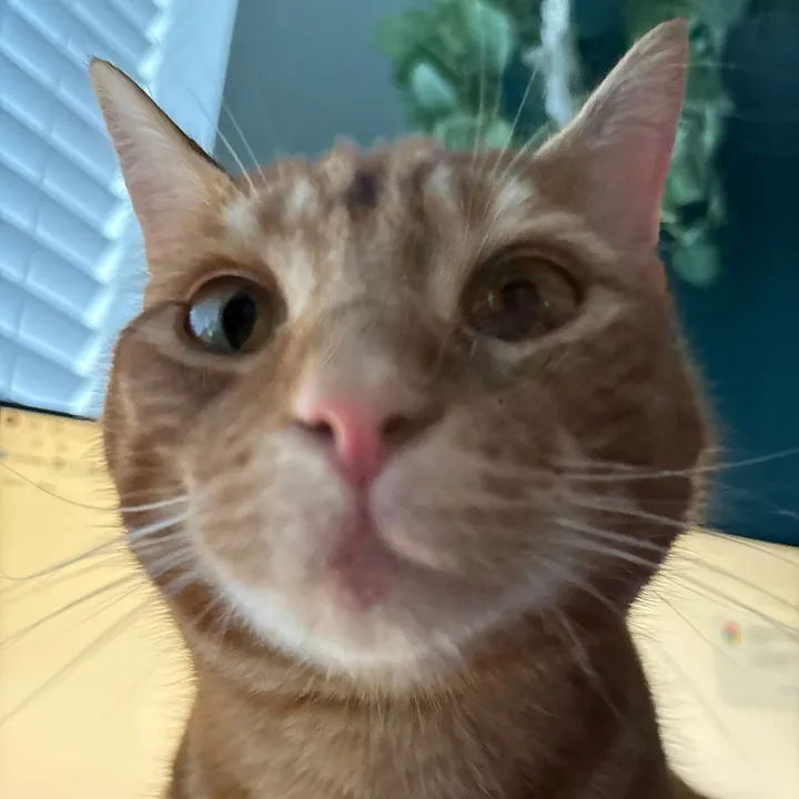 @gingerniklaus