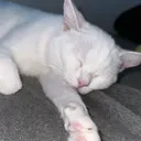 @adela_meow