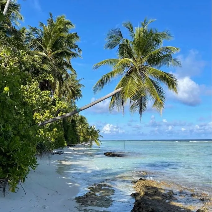 @caribbeanspeduppp