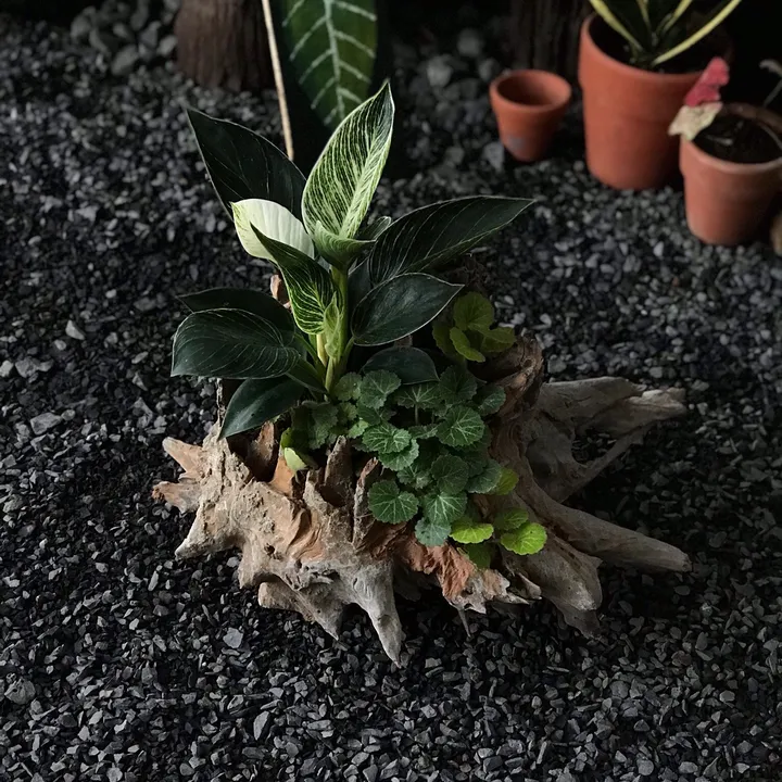 nhaconhieucaykontum
