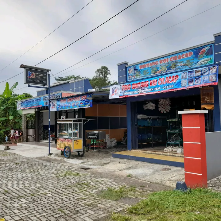 bintangkoi_