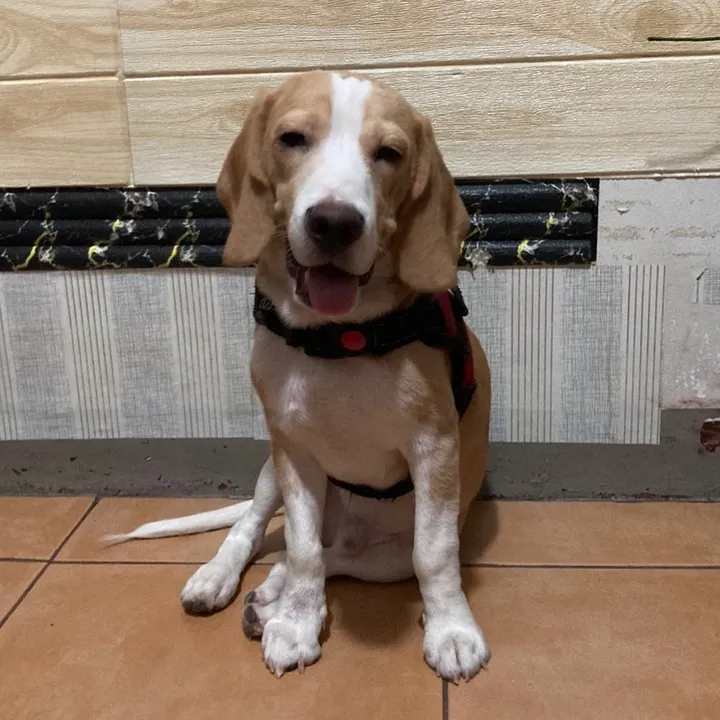 @cooperthebeagle_