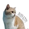 cats_hometown