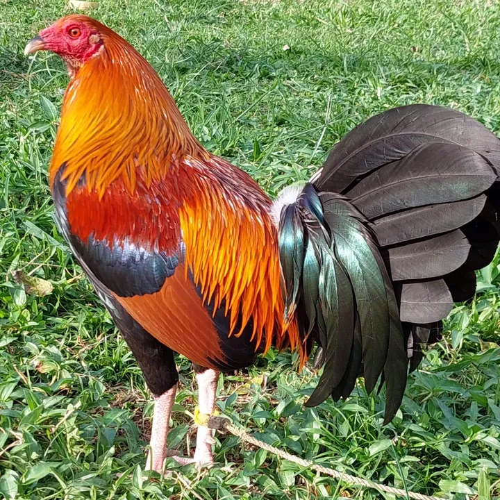 gamydodat