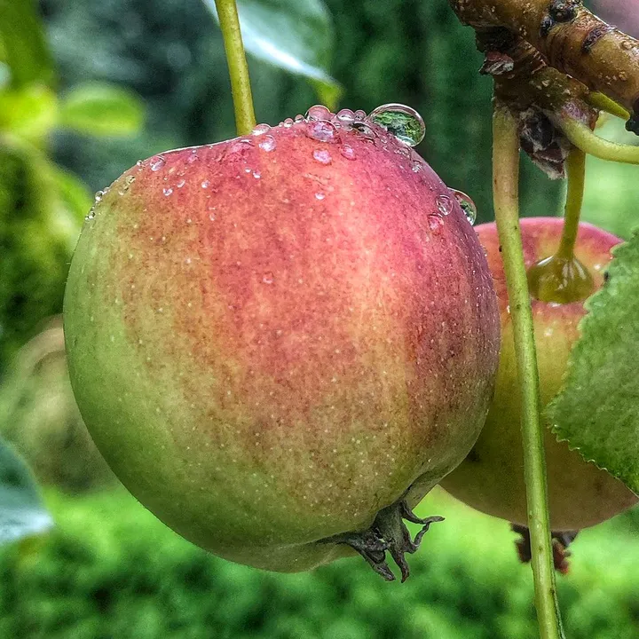 fruitsnature2
