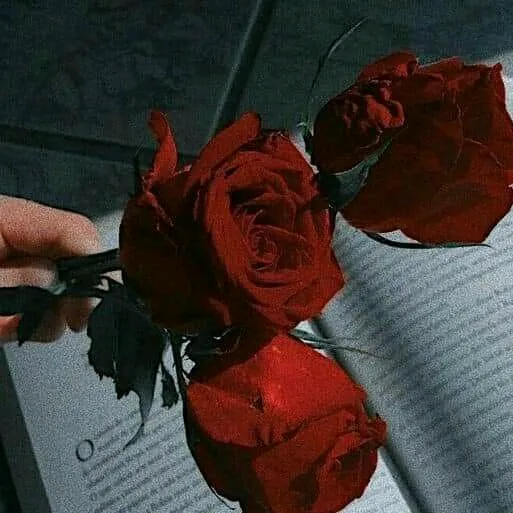 @cuy_euy