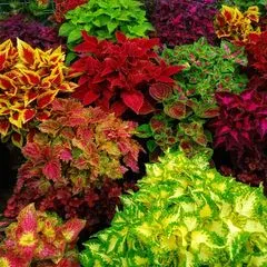 @husna.florist