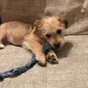 @cookiethebilingualdog