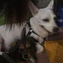 @pawparazzi_daily