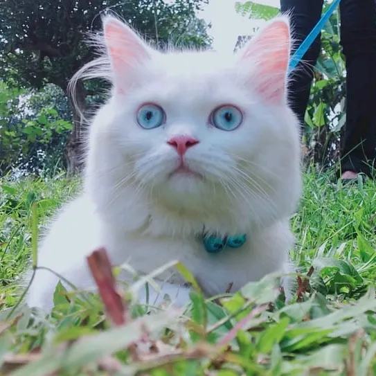 abcdesm29