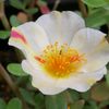 norlida3979
