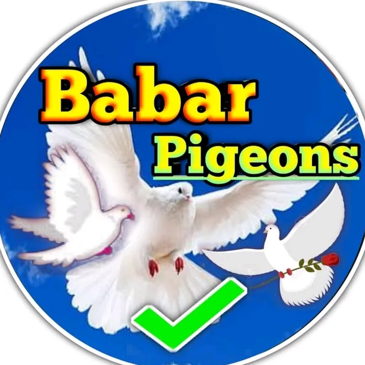 @babarpigeonsclub