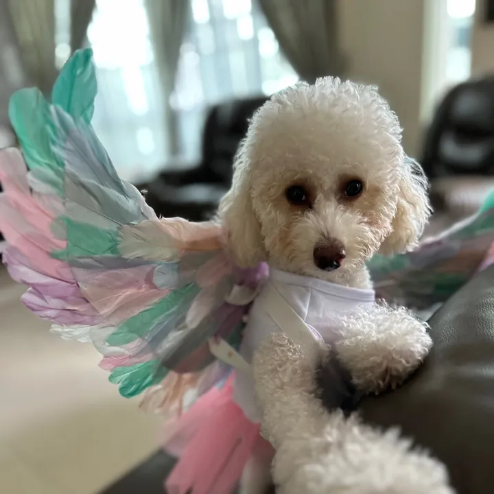 @angel.poodle