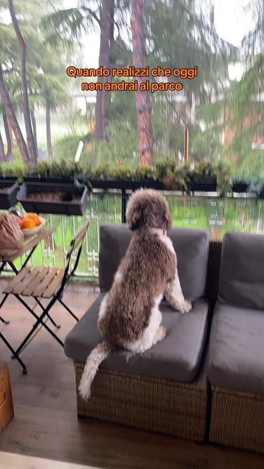TikTok video thumbnail by leo_the_lagotto