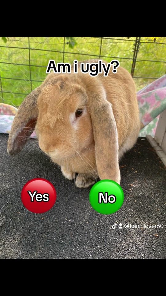 TikTok video thumbnail by kaninlover60