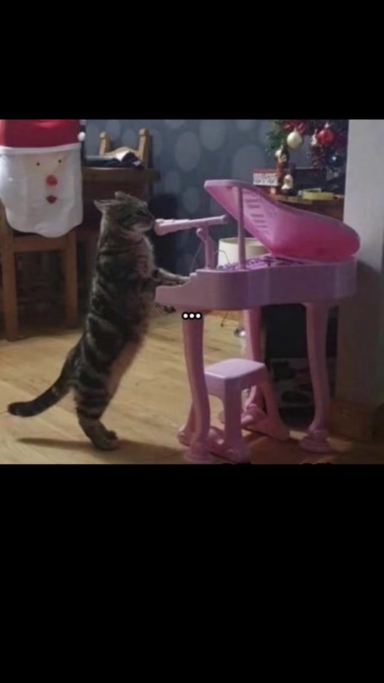 TikTok video thumbnail by catmemes2024