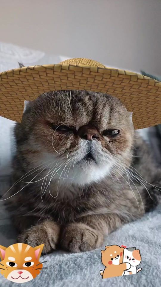 TikTok video thumbnail by capusa70