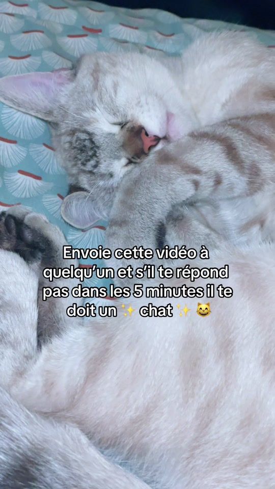 TikTok video thumbnail by tribudescoussinets