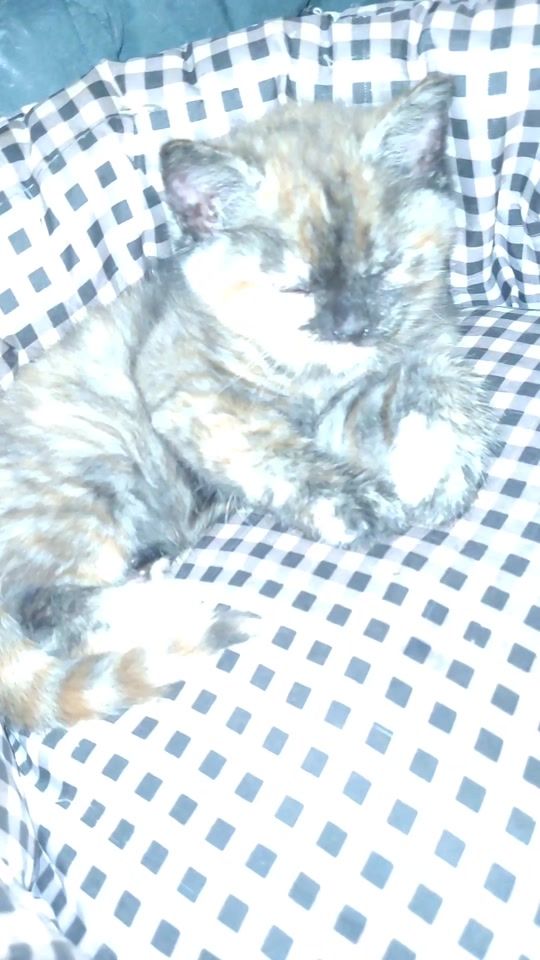 TikTok video thumbnail by dom_jou35